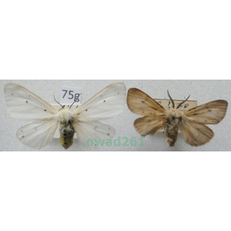 Diaphora mendica (Clerck, 1759) pair Czech75g